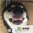 哈士奇搞笑带字表情包
